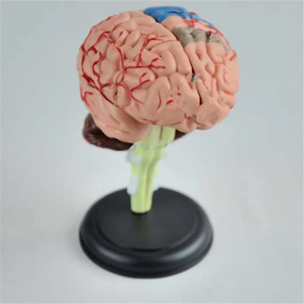 9x9x9cm Brain Anatomical Model Need Assemble Imagination Culture Medical Science Teaching
9x9x9cm Brain Anatomical Model Need Assemble Imagination Culture Medical Science Teaching