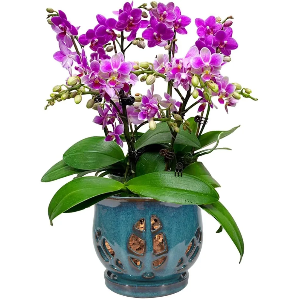 Бирюзовый горшок для орхидей с дренажными отверстиями и блюдцем, 6,5 дюйма для перелива растений
Бирюзовый горшок для орхидей с дренажными отверстиями и блюдцем, 6,5 дюйма для перелива растений