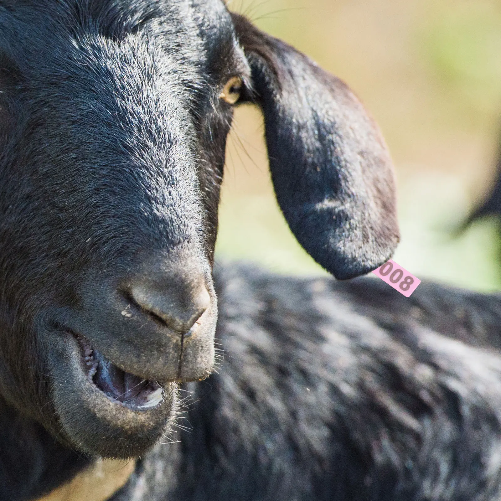 100Pcs Livestock Ear Tags Numbered Strong Tpu Farm Animal Identification Tags for Cows Sheep Goats Pigs Efficient Tracking Clear
100Pcs Livestock Ear Tags Numbered Strong Tpu Farm Animal Identification Tags for Cows Sheep Goats Pigs Efficient Tracking Clear