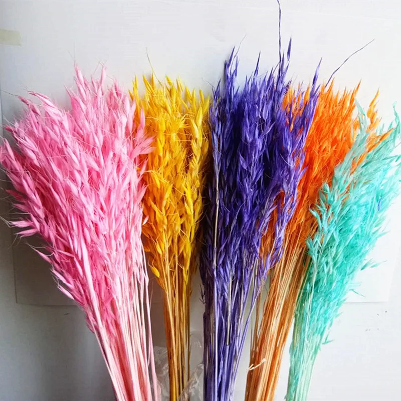 Natural Dry Flowers Oat Millet Spike Color Plants Home Shooting Art Accessories With Decoration Vase Room Wall Table Accessories
Natural Dry Flowers Oat Millet Spike Color Plants Home Shooting Art Accessories With Decoration Vase Room Wall Table Accessories