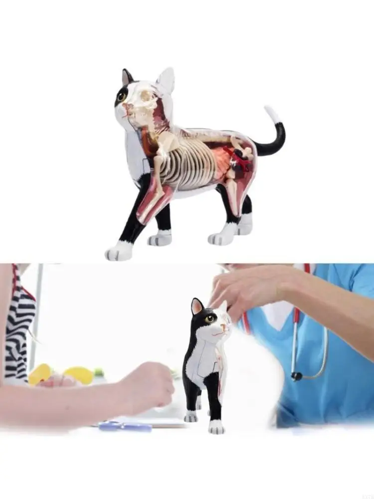 Animal Organ Anatomy Model 4D Intelligence Assembling Toy Teaching Anatomy Model Medicals Teaching Supplies for Kid
Animal Organ Anatomy Model 4D Intelligence Assembling Toy Teaching Anatomy Model Medicals Teaching Supplies for Kid