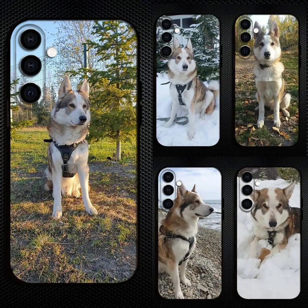 Cute West Siberian Laika Phone Case For Samsung Galaxy A73,A72,A71,A70,A53,A52,A51,Others Soft Black Cover
Cute West Siberian Laika Phone Case For Samsung Galaxy A73,A72,A71,A70,A53,A52,A51,Others Soft Black Cover