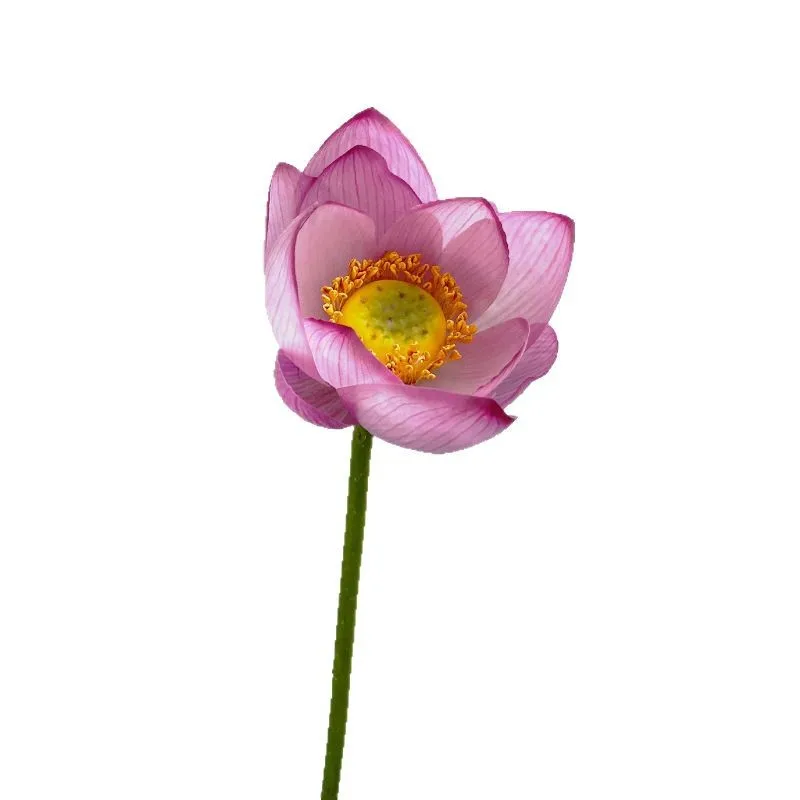 LTT simulation flower new Chinese lotus lotus bud home decoration shooting props
LTT simulation flower new Chinese lotus lotus bud home decoration shooting props