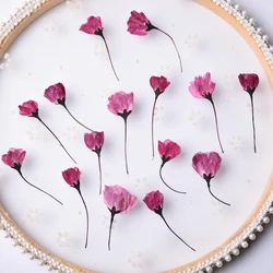 12pcs,Nature Pressed Flower Cherry Blossoms Begonia Buds Dry Flowers DIY Epoxy Phone Case Coaster Greeting Card Petal Makeup 12pcs,Nature Pressed Flower Cherry Blossoms Begonia Buds Dry Flowers DIY Epoxy Phone Case Coaster Greeting Card Petal Makeup