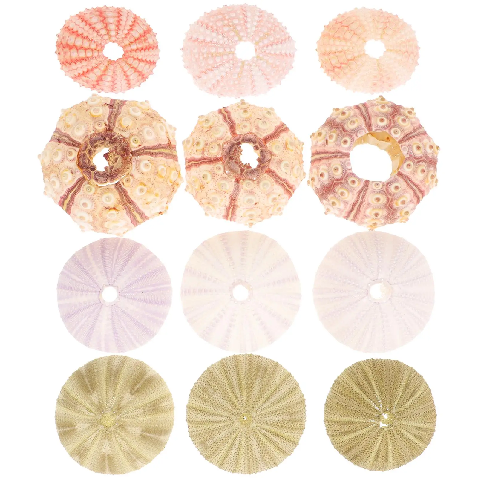 12 Pcs Natural Shell Conch Sea Urchins Decoration for Air Plants Succulent Display Container Tabletop Fish Tank
12 Pcs Natural Shell Conch Sea Urchins Decoration for Air Plants Succulent Display Container Tabletop Fish Tank