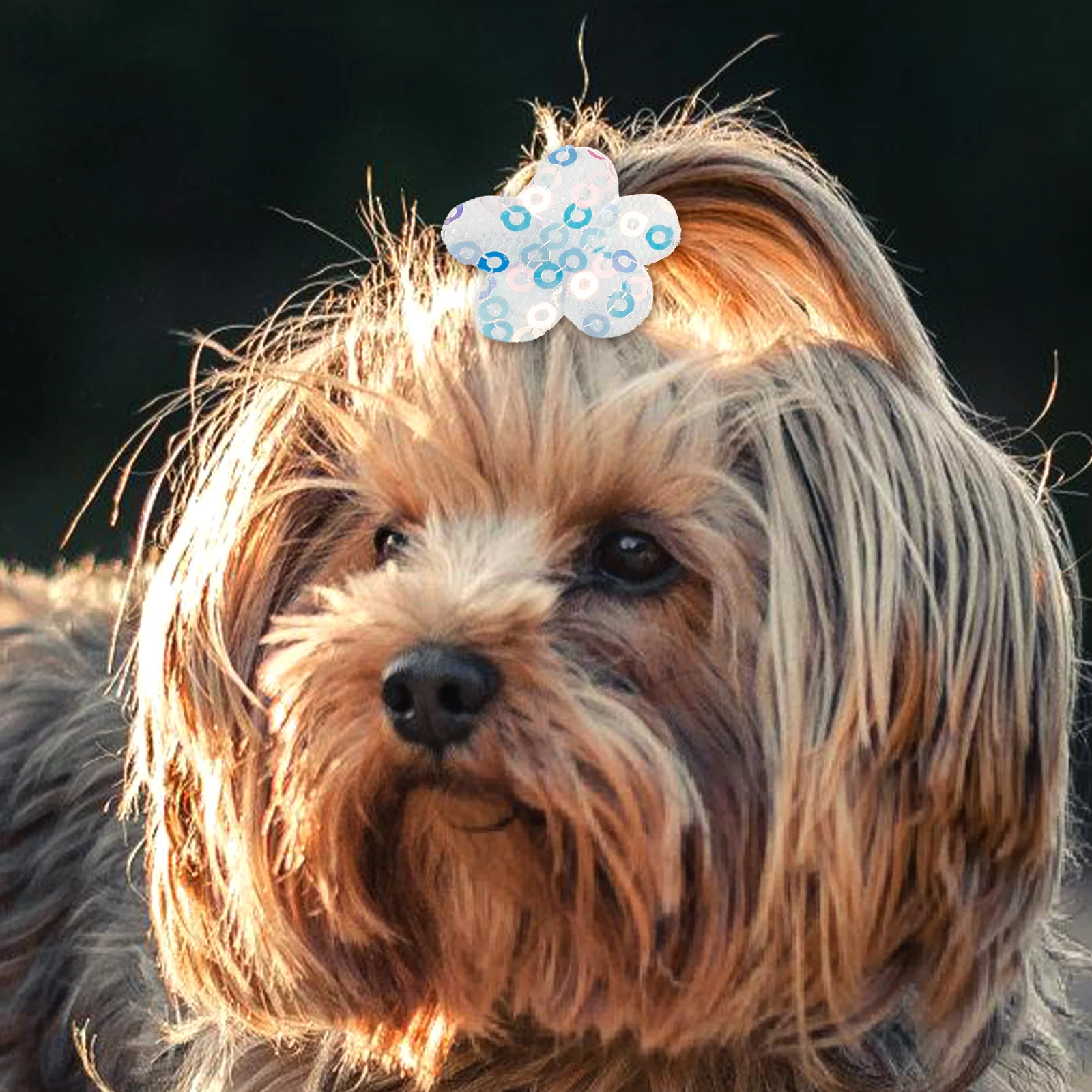 10pcs Pet Head Flower Hair Ribbon Decoration Ties for Dogs Grooming Loop Cute Dog Accessories s Small Animals
10pcs Pet Head Flower Hair Ribbon Decoration Ties for Dogs Grooming Loop Cute Dog Accessories s Small Animals