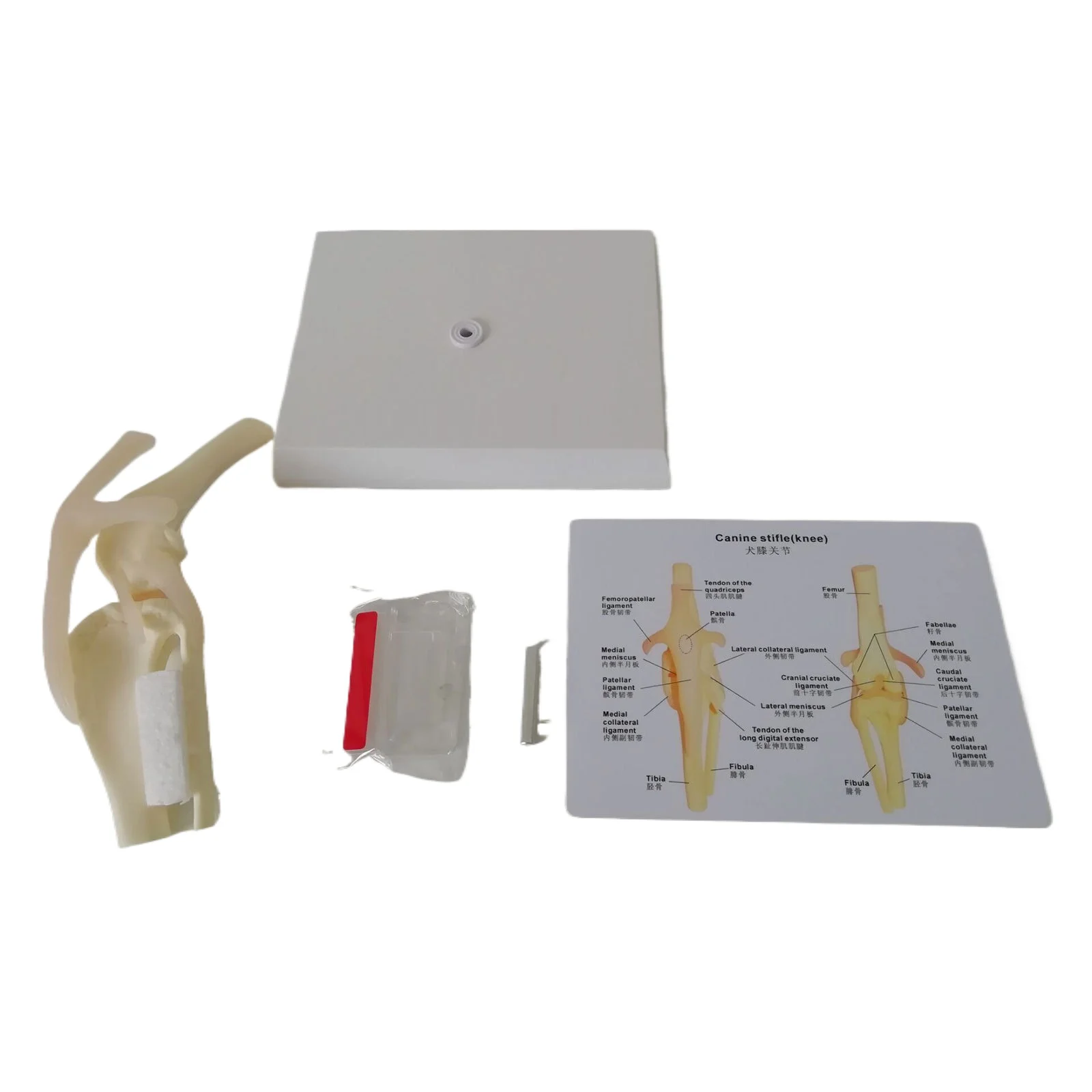 Dog Knee Health Model Orthopedics Teaching Demonstration Veterinary Training Professional