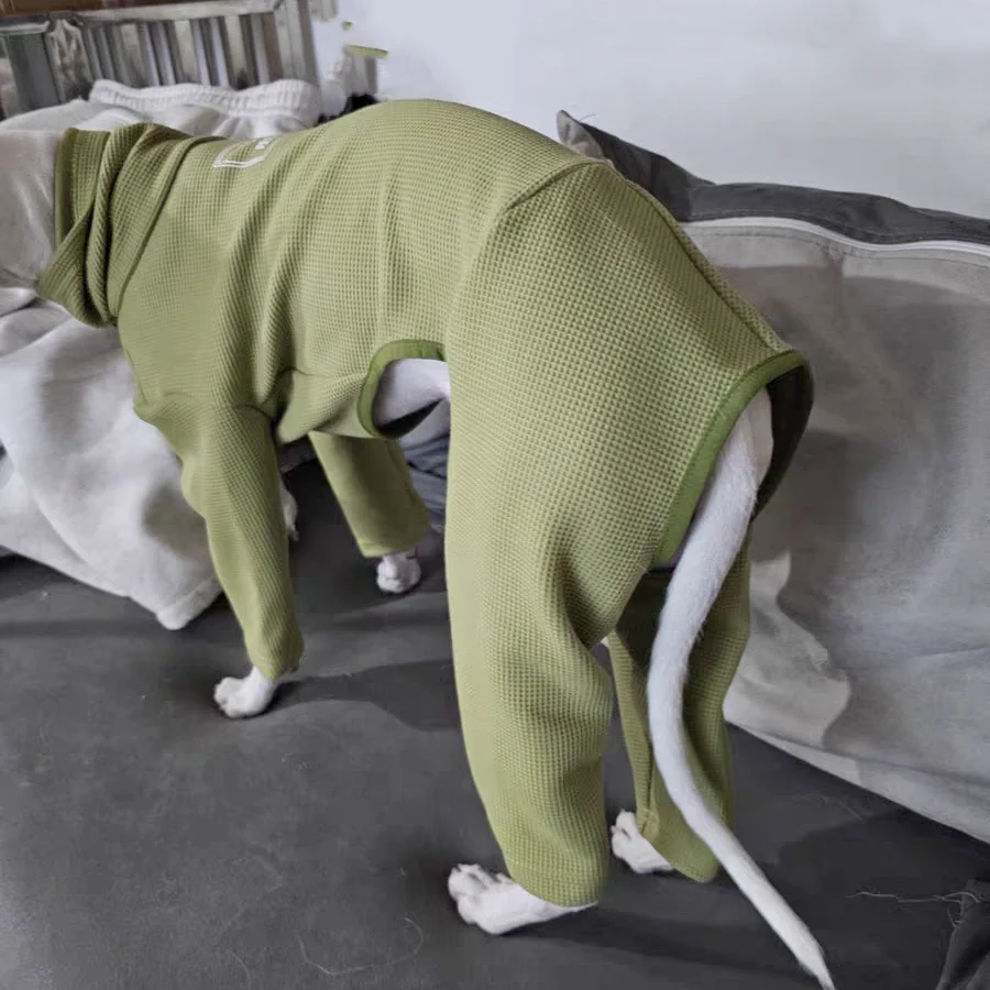Clothing for Poodle in Spring Soft Green Waffle High-neck 4-legged Coat For Little Greyhound Gray Sweatshirt for Small Mid Dogs
Clothing for Poodle in Spring Soft Green Waffle High-neck 4-legged Coat For Little Greyhound Gray Sweatshirt for Small Mid Dogs