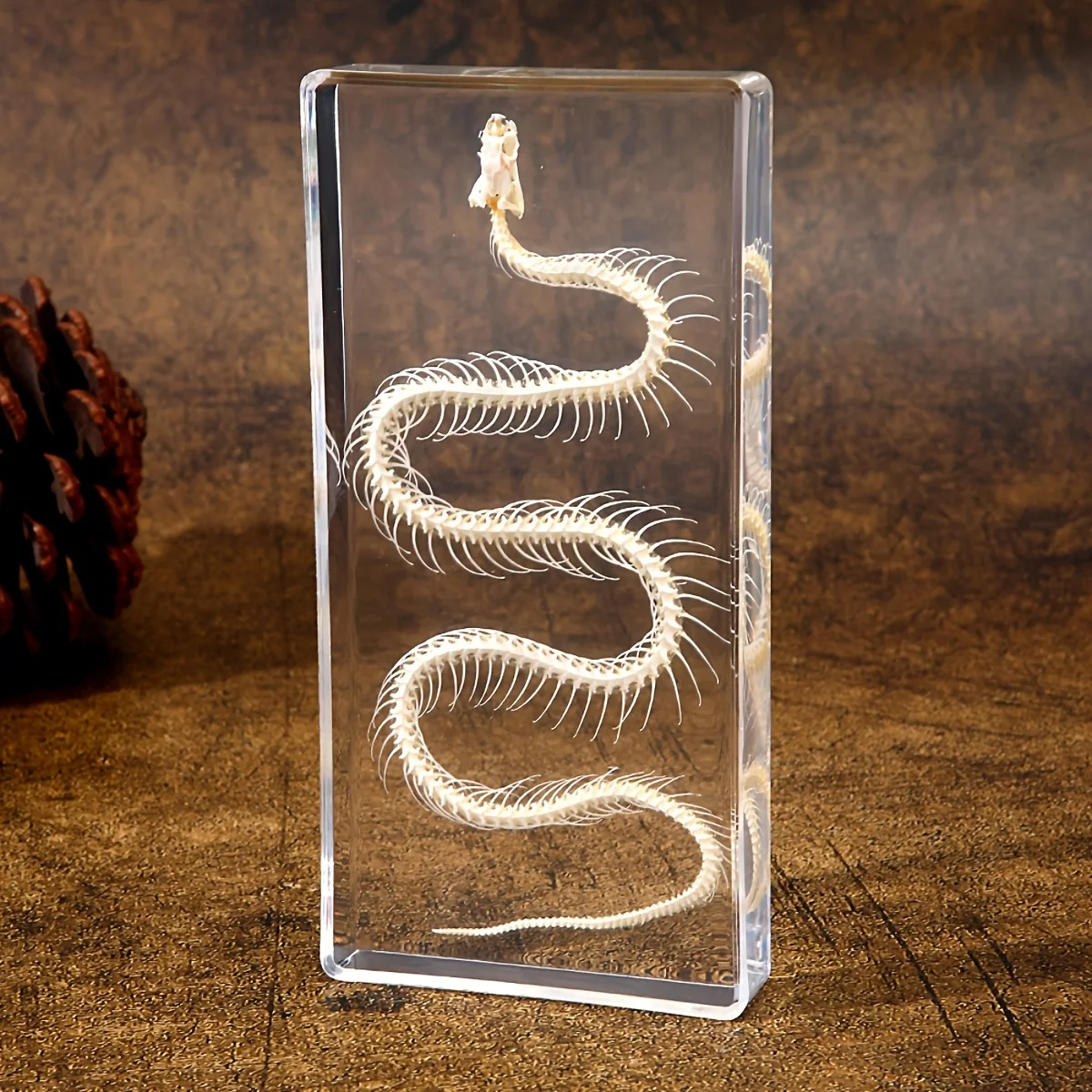Snake Skeleton Specimen Gothic Natural Science Decor Home Office Desk Curiosity Ornament Acrylic Material Special Gift
Snake Skeleton Specimen Gothic Natural Science Decor Home Office Desk Curiosity Ornament Acrylic Material Special Gift