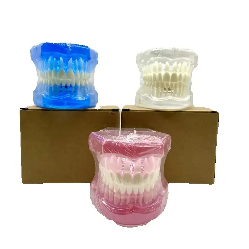Hot Selling Dental Materials Dental Teaching Model Natural Size Model M7001 With White/Blue/Pink
Hot Selling Dental Materials Dental Teaching Model Natural Size Model M7001 With White/Blue/Pink