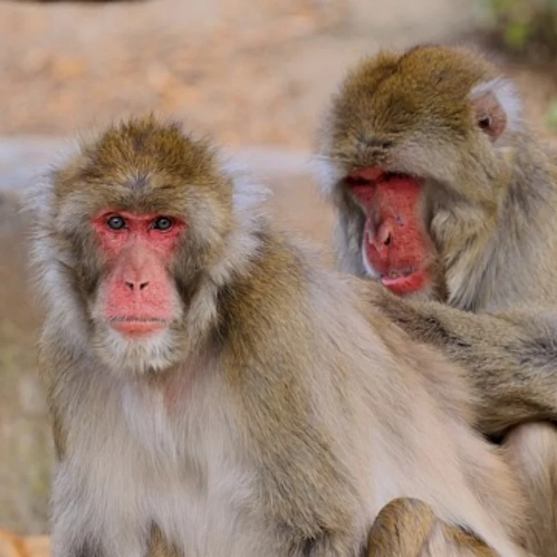 Props Adapter Thread Blade 5MM/6MM/8MM Shaft Folding Propeller Clip for RC Airplane Racing Drone Fixed-wing DIY Accessorie
Props Adapter Thread Blade 5MM/6MM/8MM Shaft Folding Propeller Clip for RC Airplane Racing Drone Fixed-wing DIY Accessorie