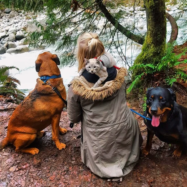 Универсальный приводной вал CVD (догбоун) R86042 для радиоуправляемых краулеров 1/10 RGT EX86100, аксессуары
Универсальный приводной вал CVD (догбоун) R86042 для радиоуправляемых краулеров 1/10 RGT EX86100, аксессуары