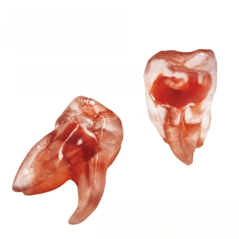 Dental Extracorporeal Tooth Root Canal Training 3D Root Canal Simulation Tooth Root Canal Preparation Practice Tooth Model
Dental Extracorporeal Tooth Root Canal Training 3D Root Canal Simulation Tooth Root Canal Preparation Practice Tooth Model