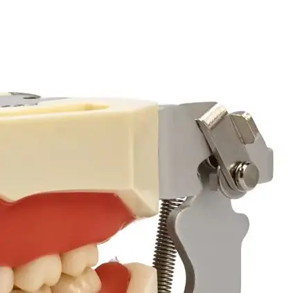 28 teeth Dental model Teeth model gum Teaching Model Standard Dental Typodont Model Demonstration With Removable Tooth
28 teeth Dental model Teeth model gum Teaching Model Standard Dental Typodont Model Demonstration With Removable Tooth