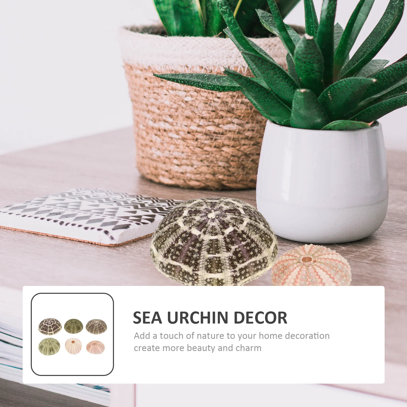 6Pcs Sea Urchin Air Plant Pot Natural Shell Planter Sea Urchin Tabletop Decor DIY Crafts Supply Fish Tank Aquarium Landscape
6Pcs Sea Urchin Air Plant Pot Natural Shell Planter Sea Urchin Tabletop Decor DIY Crafts Supply Fish Tank Aquarium Landscape