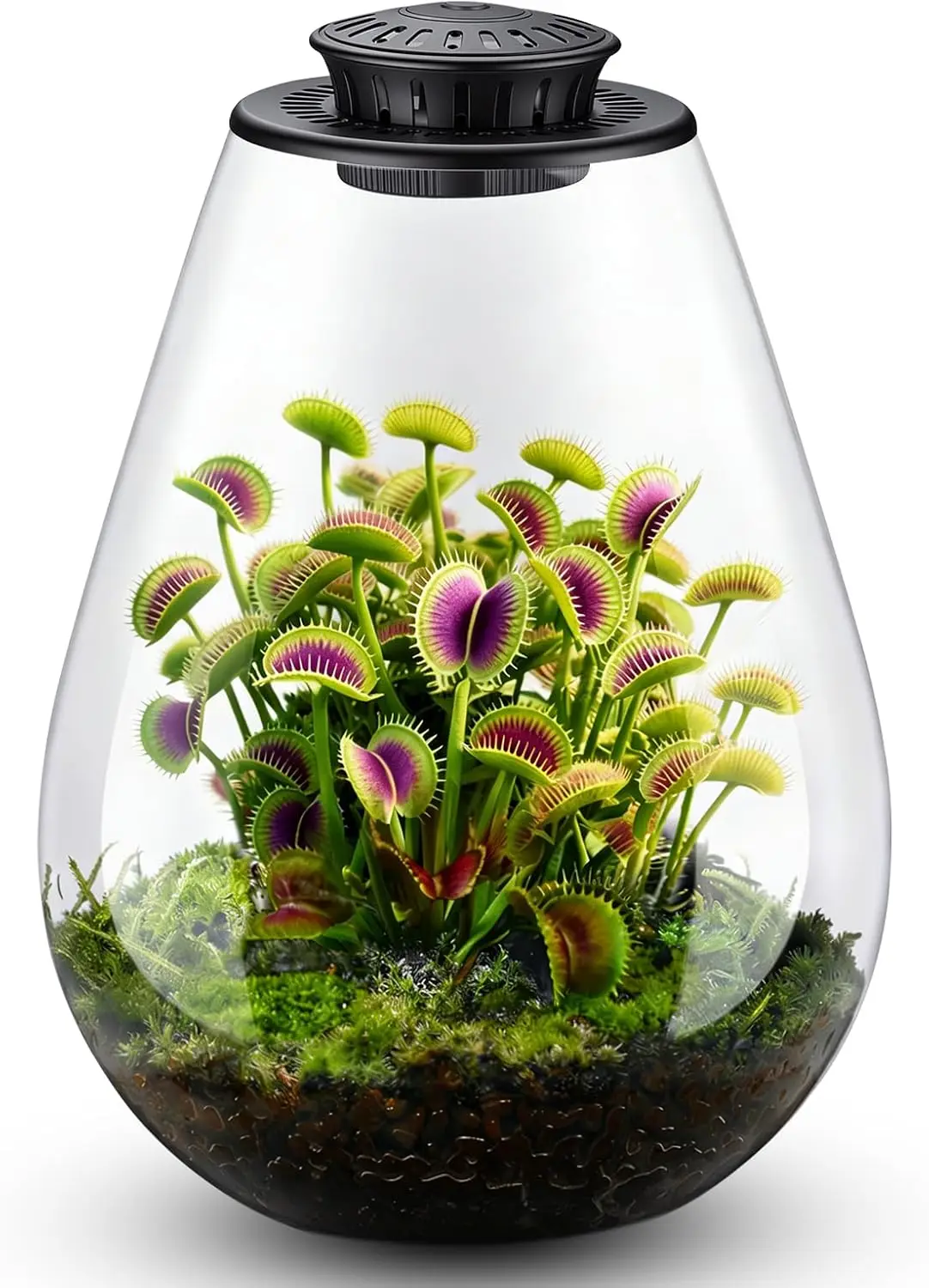7.8" Glass Terrarium with LED Grow Light, Timer & Adjustable Ventilation for Succulents, Moss, Venus Fly Trap, Desk Decor
7.8" Glass Terrarium with LED Grow Light, Timer & Adjustable Ventilation for Succulents, Moss, Venus Fly Trap, Desk Decor