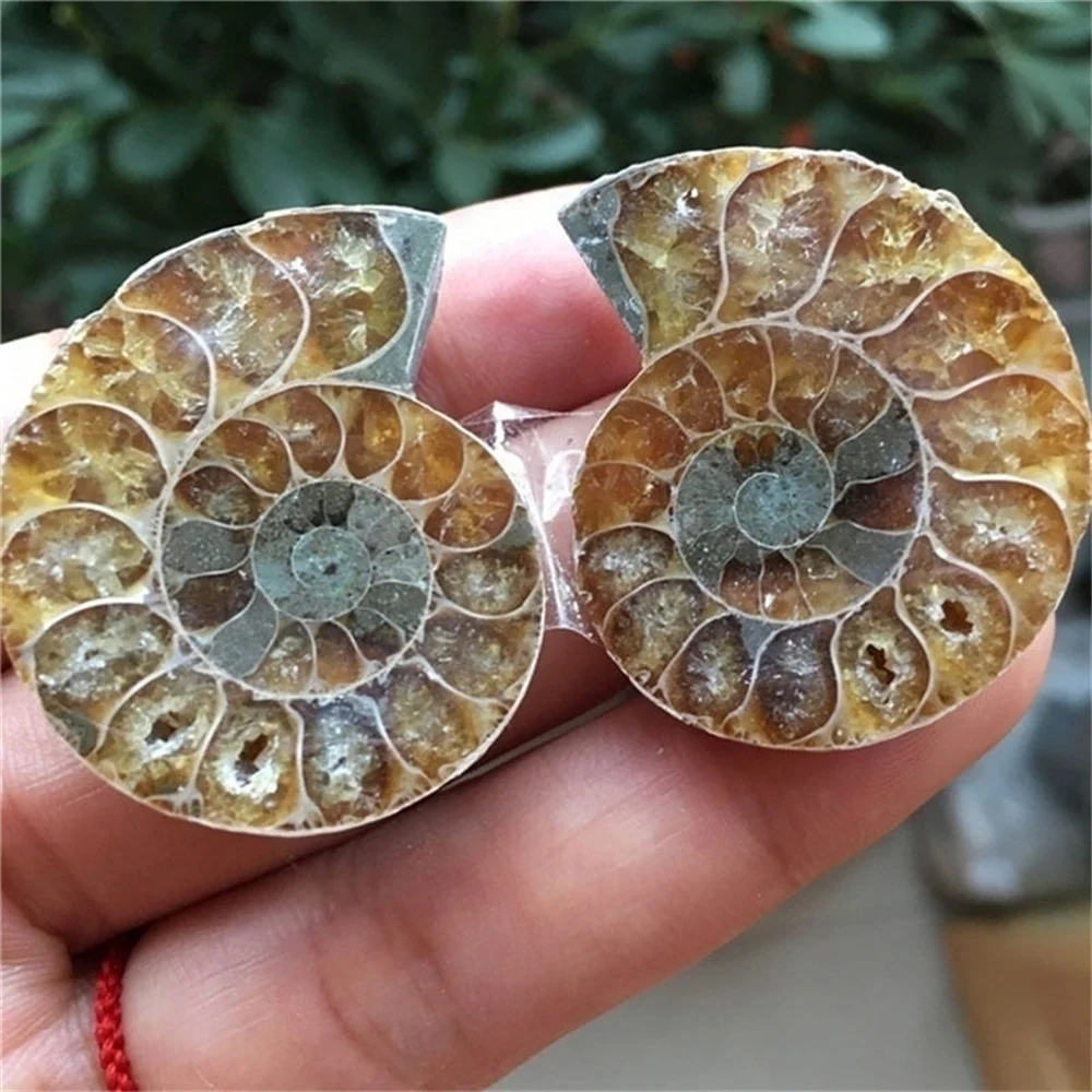 Madagascar Natural Ammonite Snail Shell Specimen Teaching Half Cut Stone for DIY Accessory
Madagascar Natural Ammonite Snail Shell Specimen Teaching Half Cut Stone for DIY Accessory