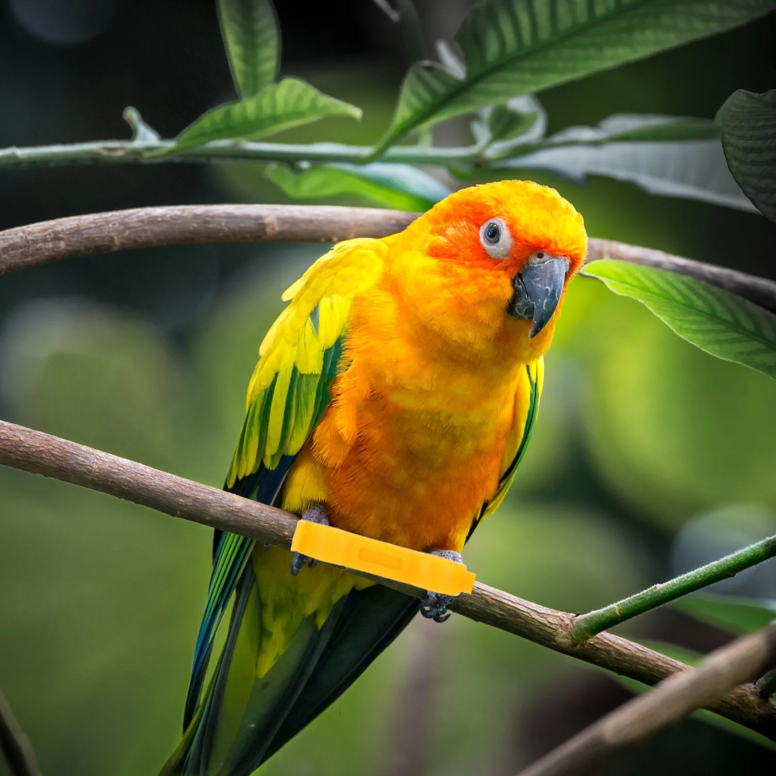 6Pcs Parrot Foot Alignment Tool Bird Leg Corrector Comfortable Lightweight Brace Splay Leg Rehabilitation Small Parrots
6Pcs Parrot Foot Alignment Tool Bird Leg Corrector Comfortable Lightweight Brace Splay Leg Rehabilitation Small Parrots