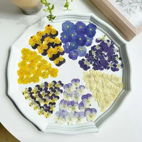 60X Pressed Dried Pansy Viola Tricolor L. Flower Plants Herbarium For Jewelry Postcard Bookmark Phone Case Scrapbook Candle DIY