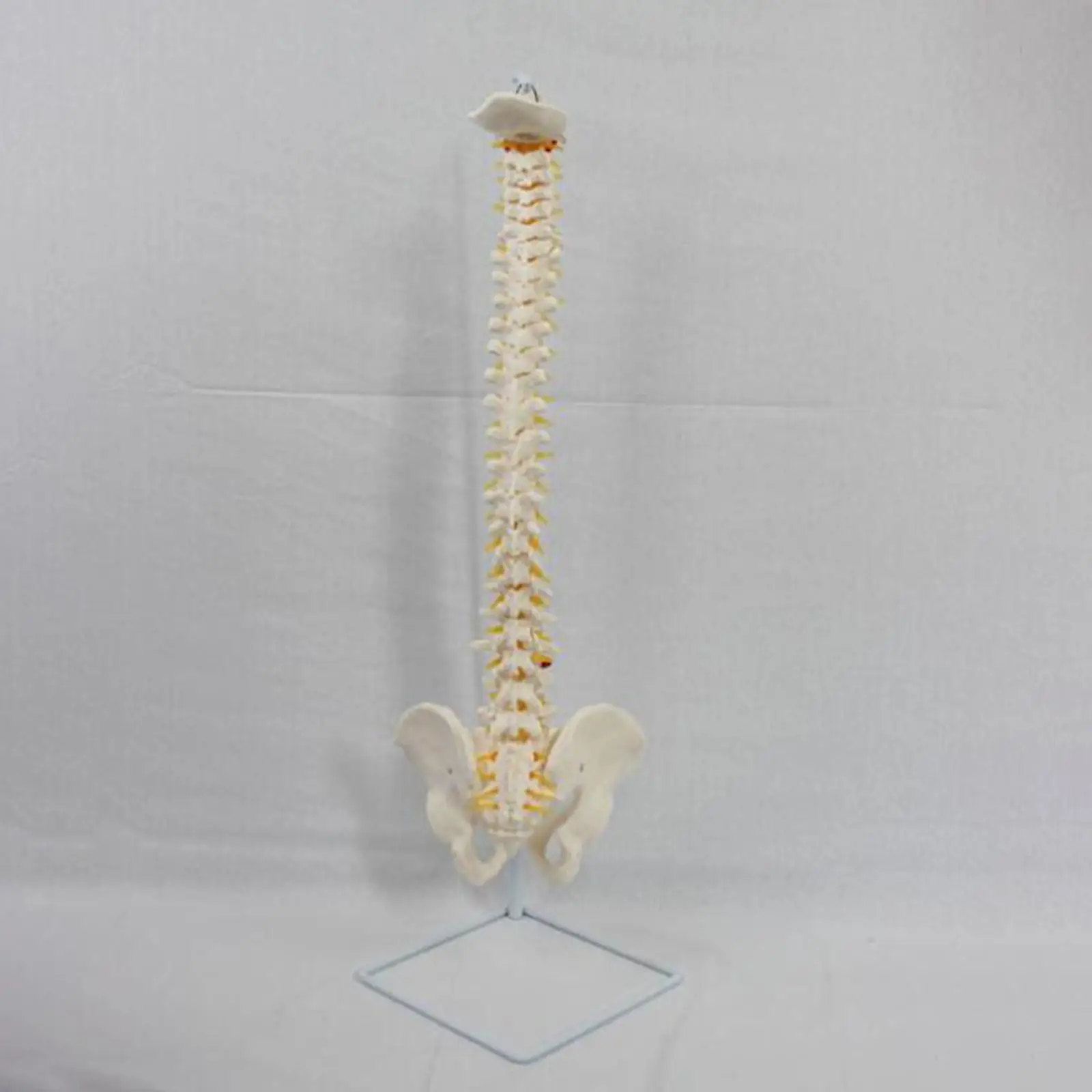 Life Size Human Spine Bone Skeleton Model,PVC Flexible Human Spinal Column for Human Study,Classroom,Demonstration
Life Size Human Spine Bone Skeleton Model,PVC Flexible Human Spinal Column for Human Study,Classroom,Demonstration