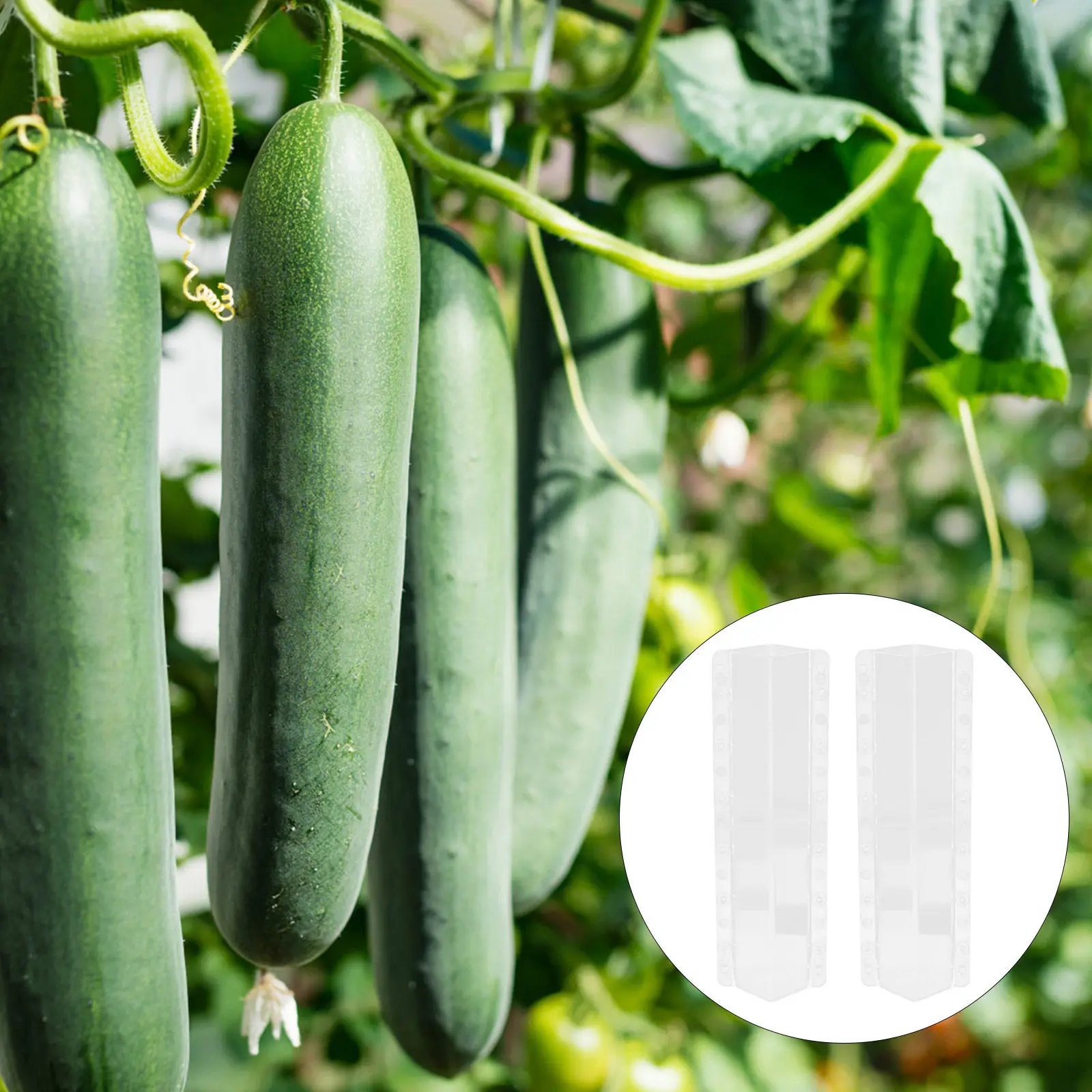 2Pcs Cucumber Growing Mold Pc Material Heavy Duty Shaping Mold for Garden Vegetable Fruit Standard Shape Formation Visualization
2Pcs Cucumber Growing Mold Pc Material Heavy Duty Shaping Mold for Garden Vegetable Fruit Standard Shape Formation Visualization