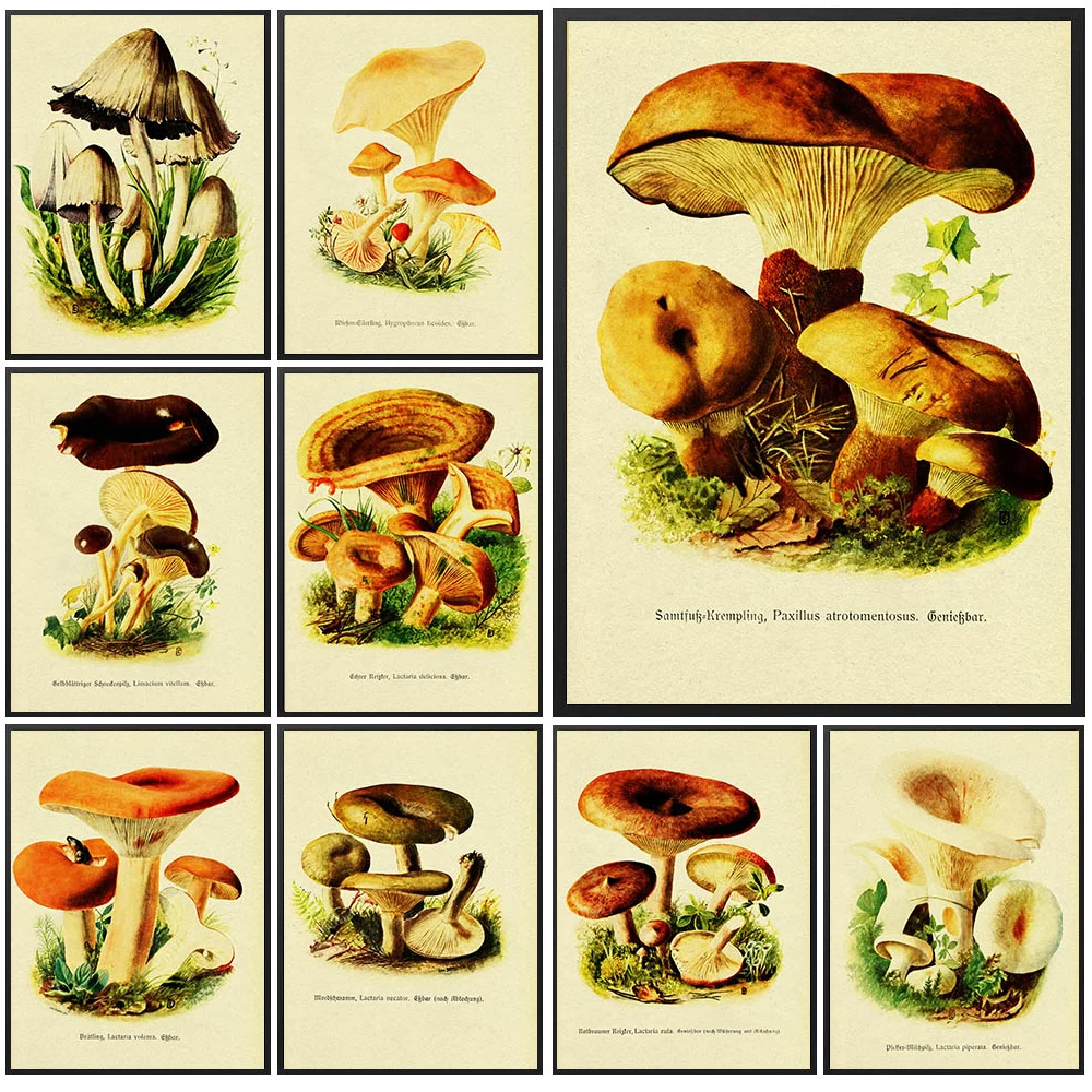 Vintage Botanical Mushroom Watercolor Canvas Art, Antique Fungi Illustration Poster Print,Retro Nature Wall Art Decor Unframed
Vintage Botanical Mushroom Watercolor Canvas Art, Antique Fungi Illustration Poster Print,Retro Nature Wall Art Decor Unframed