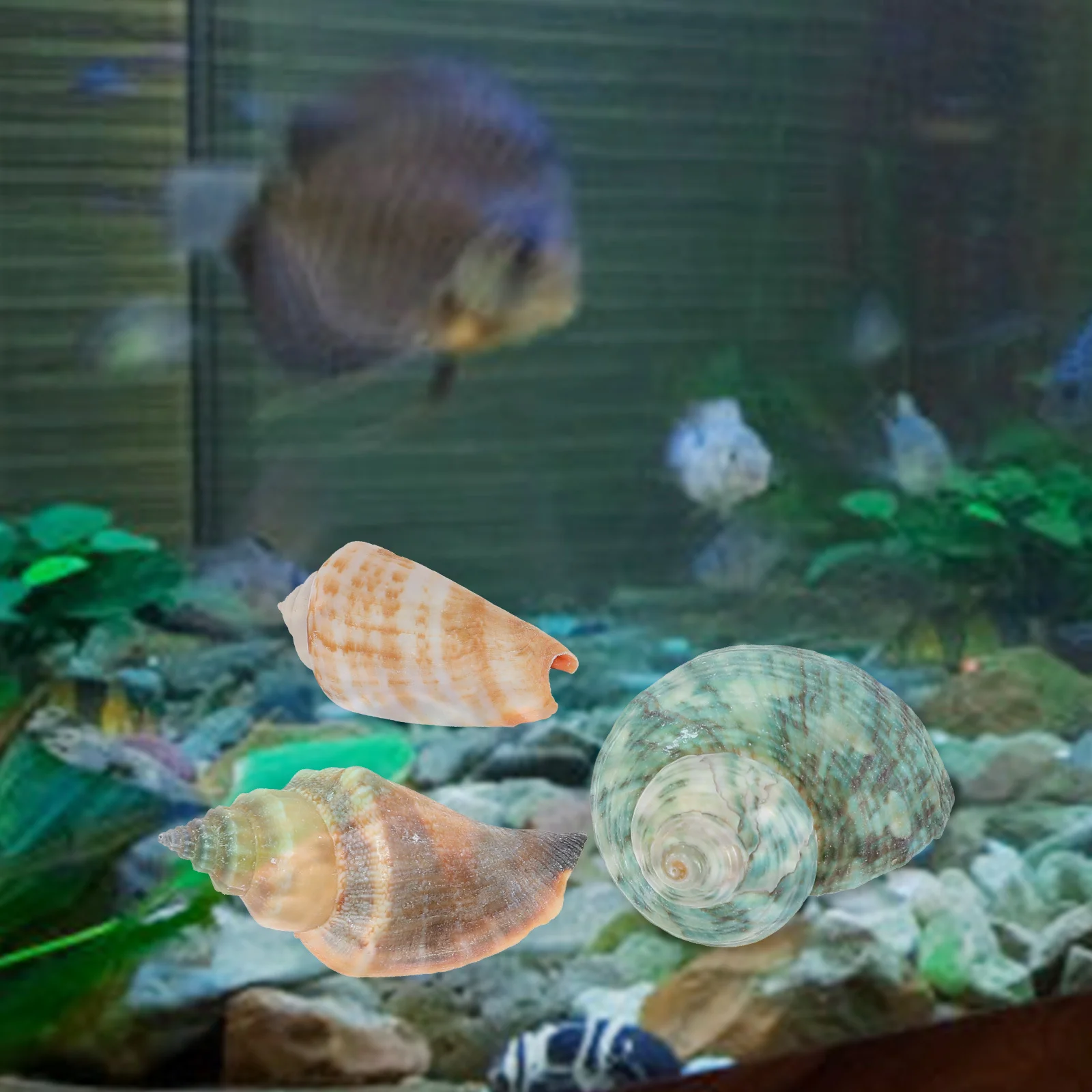 Small Fish Tank Ornaments Conch Shell Shells Natural Seashells Beads Landscaping
Small Fish Tank Ornaments Conch Shell Shells Natural Seashells Beads Landscaping