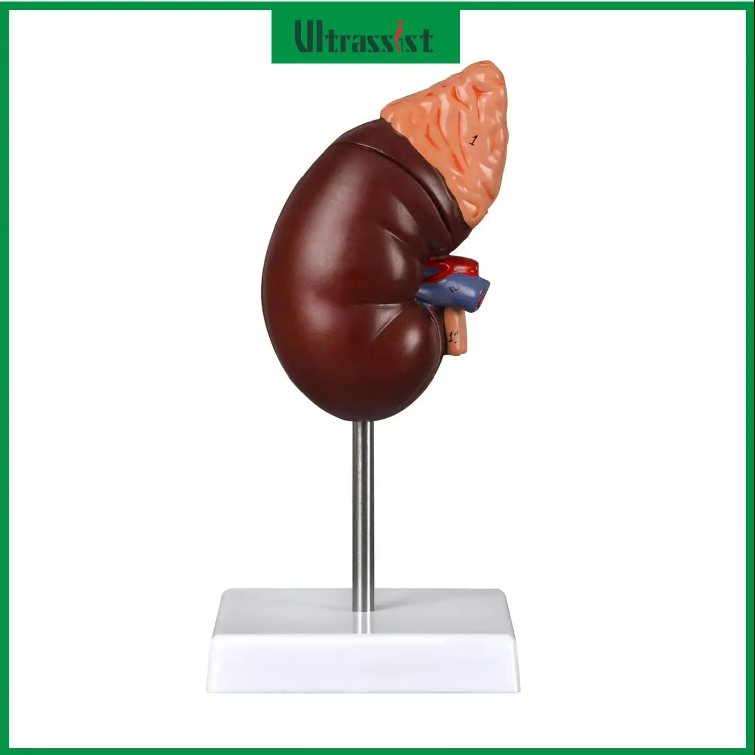 Ultrassist Human Kidney Anatomy Model Life-Size 2-Part Detachable PVC Organ with Adrenal Gland for Medical Students Doctors
Ultrassist Human Kidney Anatomy Model Life-Size 2-Part Detachable PVC Organ with Adrenal Gland for Medical Students Doctors