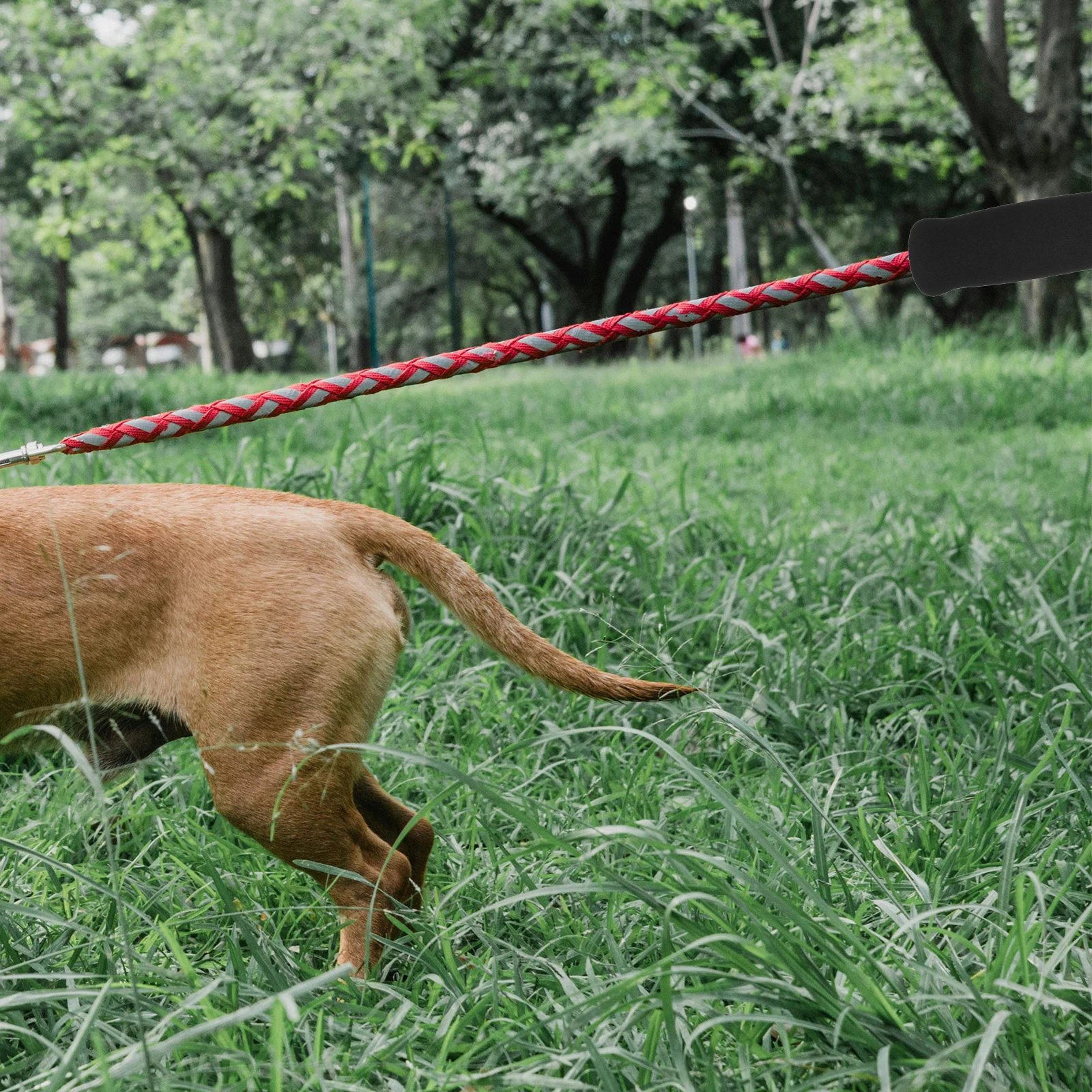 6pcs Dog Leash Sponge Handle Cover Pet Leash Accessories Wear Resistant Comfortable Cat Dog Towing Rope Handbar
6pcs Dog Leash Sponge Handle Cover Pet Leash Accessories Wear Resistant Comfortable Cat Dog Towing Rope Handbar