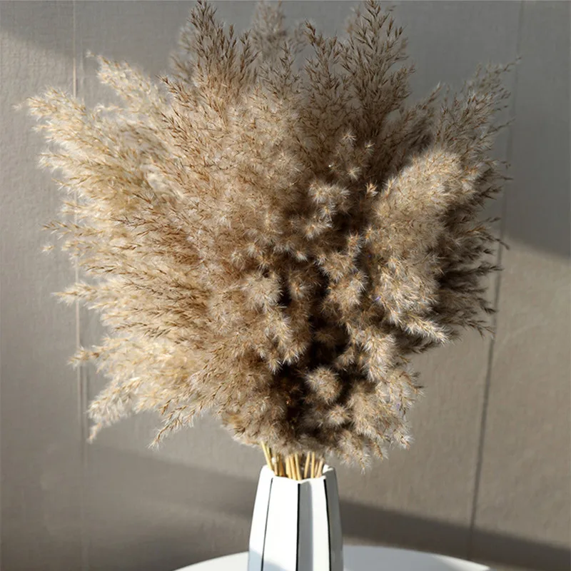 Natural Little Reeds Dried Flowers Exploding Heads Dusting Puwei Wedding Decorations Gray Hairs Arundo Donax Flower Arrangements
Natural Little Reeds Dried Flowers Exploding Heads Dusting Puwei Wedding Decorations Gray Hairs Arundo Donax Flower Arrangements