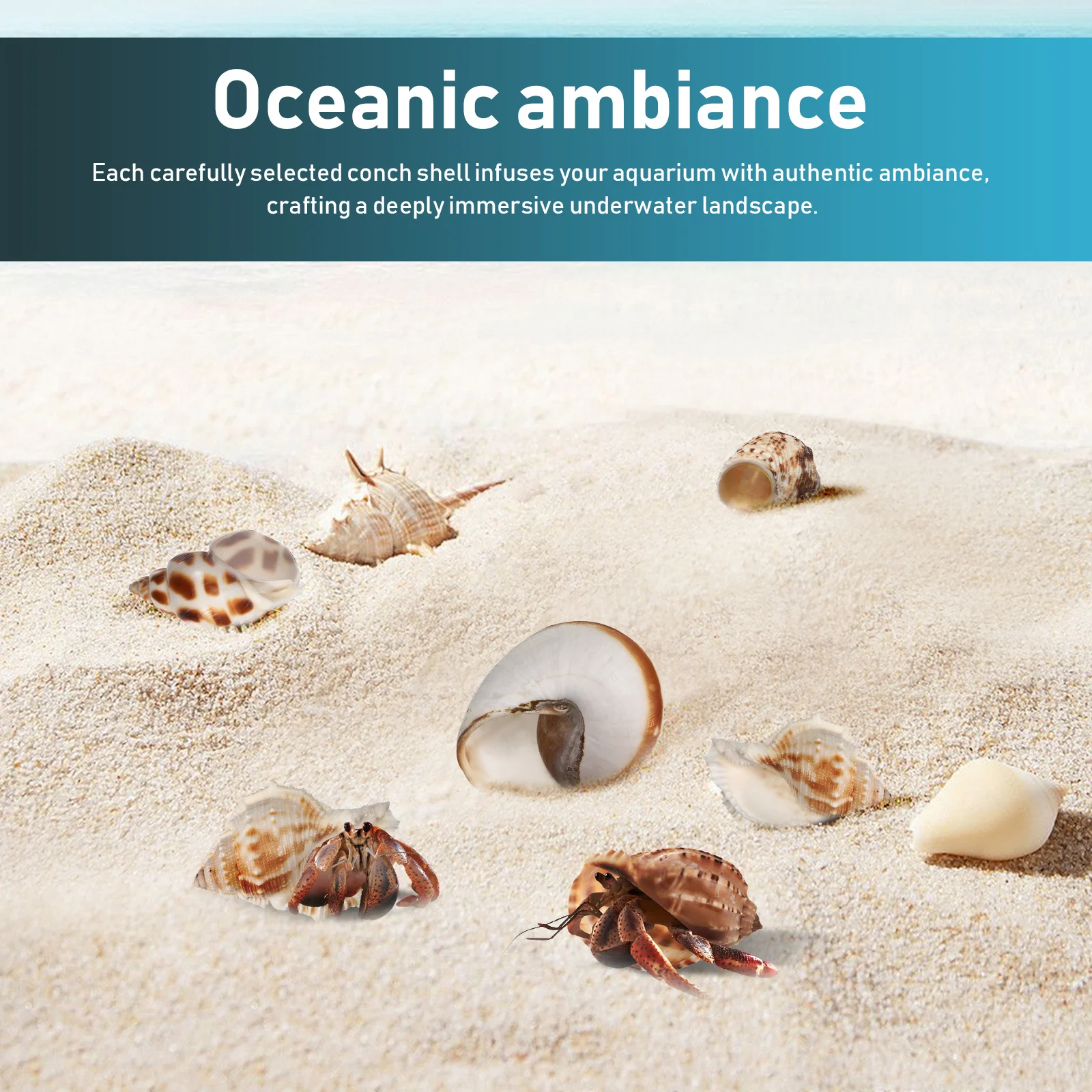 6Pcs Conch Shells Beach Sea Shells Large Hermit Crab Habitat Aquarium Decoration Natural Conch Shell Decor Fish Tank Decor 
6Pcs Conch Shells Beach Sea Shells Large Hermit Crab Habitat Aquarium Decoration Natural Conch Shell Decor Fish Tank Decor