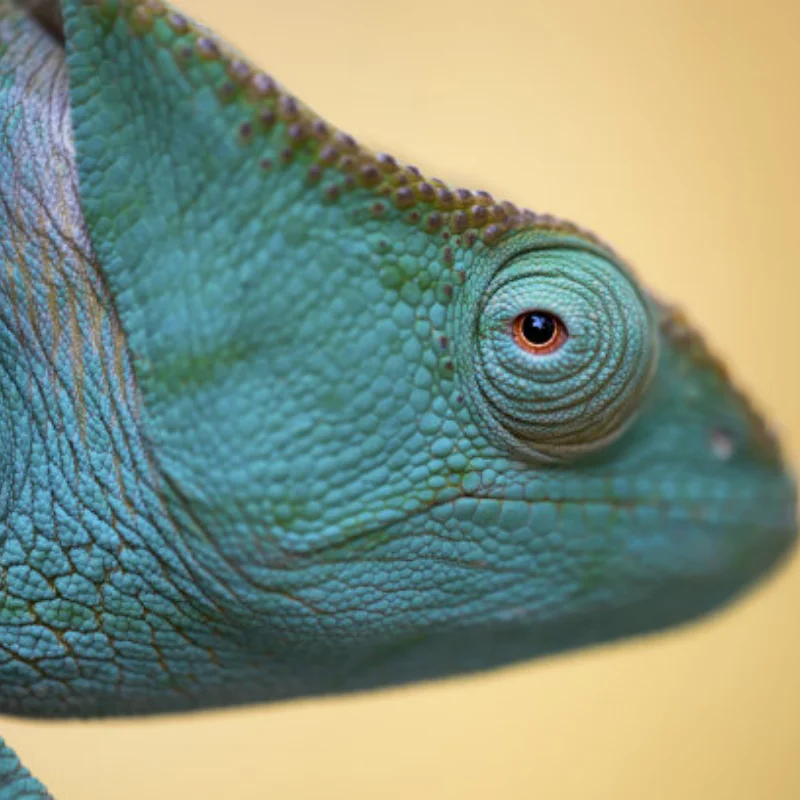 Замена радиатора двигателя двигателя радиоуправляемого автомобиля, радиатор двигателя 74033, для Kyosho FW06 1/10, обновленные детали радиоуправляемого автомобиля, запасные аксессуары
Замена радиатора двигателя двигателя радиоуправляемого автомобиля, радиатор двигателя 74033, для Kyosho FW06 1/10, обновленные детали радиоуправляемого автомобиля, запасные аксессуары