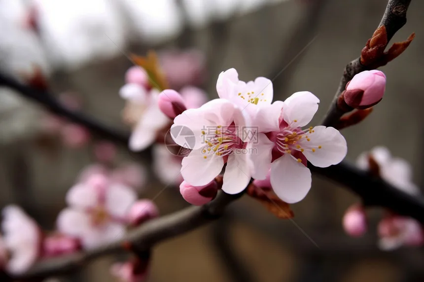 SNT109 картинг картинг ATV UTV трек электрический снегоход снегоочиститель резиновые гусеницы автомобильные аксессуары
SNT109 картинг картинг ATV UTV трек электрический снегоход снегоочиститель резиновые гусеницы автомобильные аксессуары