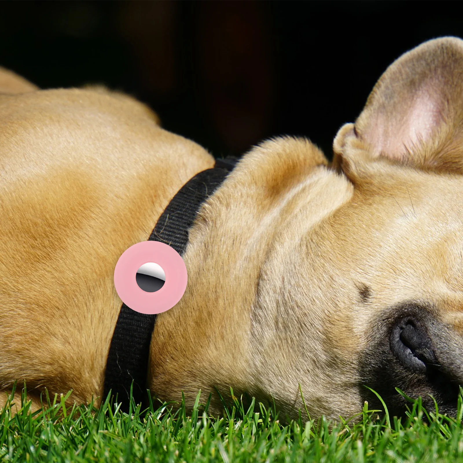 Silicone Pet Protective to Install Remove Lightweight Anti Lost Cover Compatible Cat Dog Collar
Silicone Pet Protective to Install Remove Lightweight Anti Lost Cover Compatible Cat Dog Collar