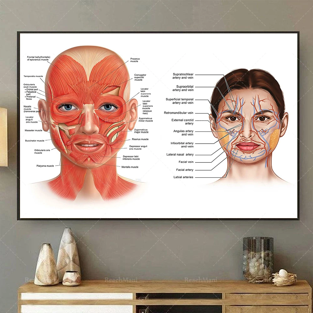 Facial anatomy poster, facial muscles and veins, beautician art, plastic surgeon art, massage therapist, cosmetic syringe art
Facial anatomy poster, facial muscles and veins, beautician art, plastic surgeon art, massage therapist, cosmetic syringe art