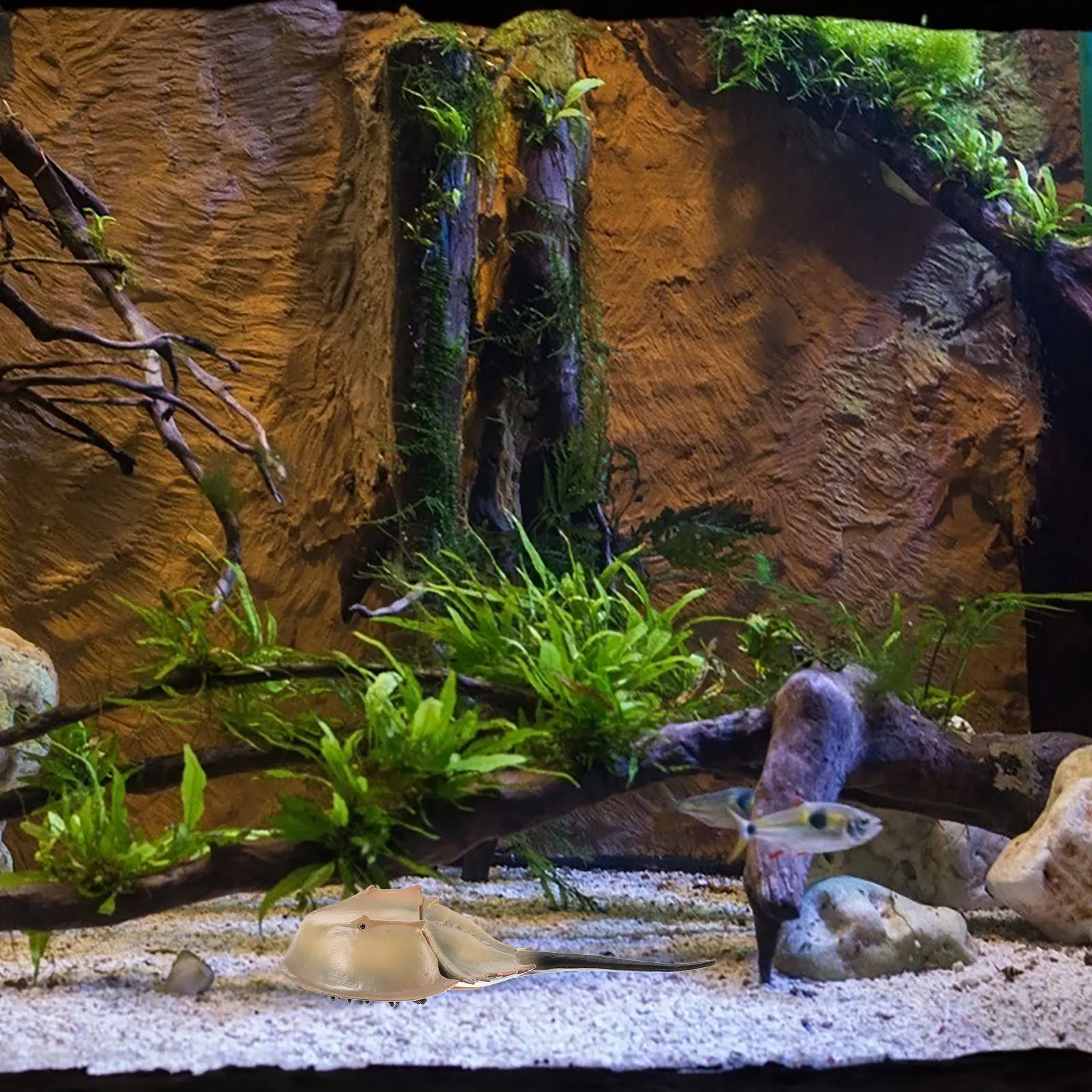 Realistic Artificial Limuloid Fish Simulation Lifelike Sea Animal Decoration for Cabinet Display Photography Prop Aquarium
Realistic Artificial Limuloid Fish Simulation Lifelike Sea Animal Decoration for Cabinet Display Photography Prop Aquarium