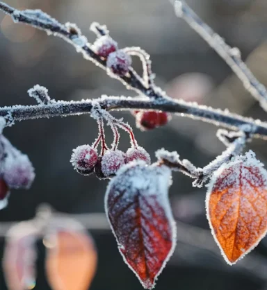 Аппарат диатермии Indiba 448 кГц – ударно-волновая терапия для лечения эректильной дисфункции, облегчения боли и восстановления тканей
Аппарат диатермии Indiba 448 кГц – ударно-волновая терапия для лечения эректильной дисфункции, облегчения боли и восстановления тканей