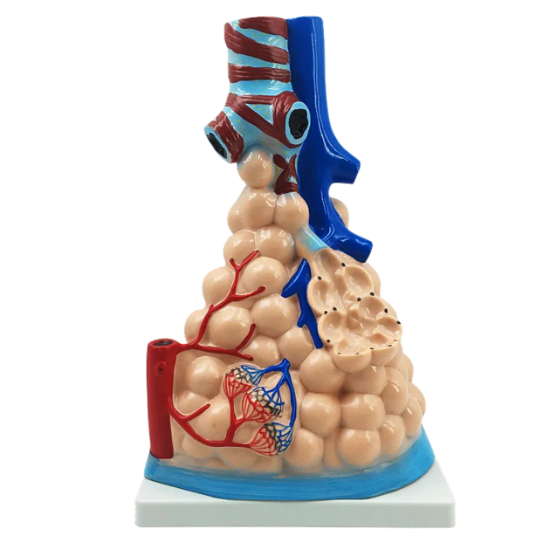 Medical Science Enlarged Plastic Magnified Human Pulmonary Alveoli Model Lung Model
Medical Science Enlarged Plastic Magnified Human Pulmonary Alveoli Model Lung Model