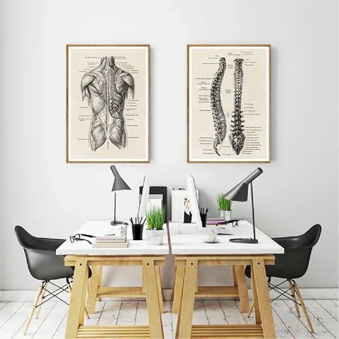 Anatomy Human Educational Printing Painting Artwork Poster Medical Wall Picture Hospital Musculoskeletal Clinic Decoration
Anatomy Human Educational Printing Painting Artwork Poster Medical Wall Picture Hospital Musculoskeletal Clinic Decoration
