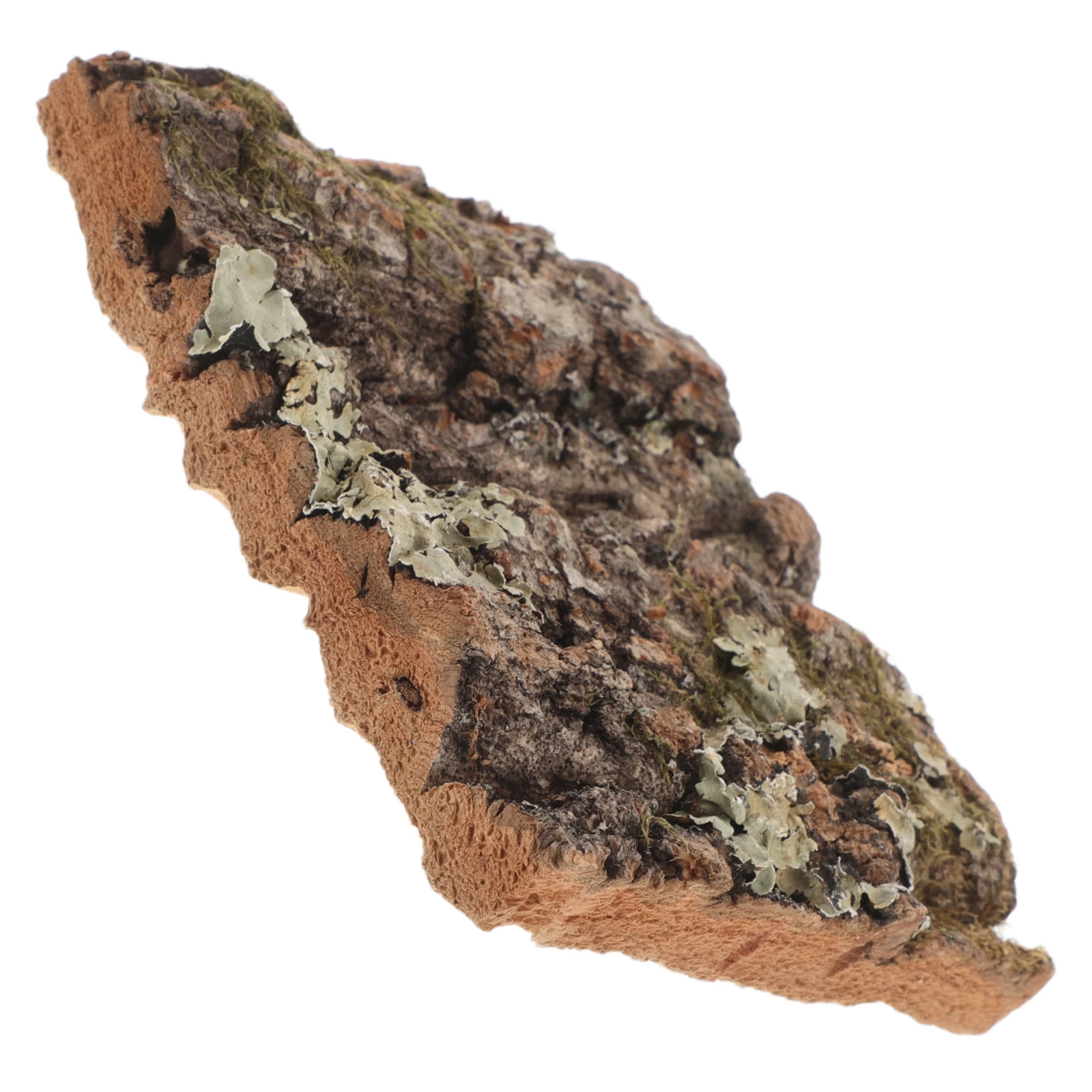 Cork Decor Genuine Tree Bark For Reptile Tank Terrarium Aquarium Natural Lizard Climbing Surface Bark
Cork Decor Genuine Tree Bark For Reptile Tank Terrarium Aquarium Natural Lizard Climbing Surface Bark