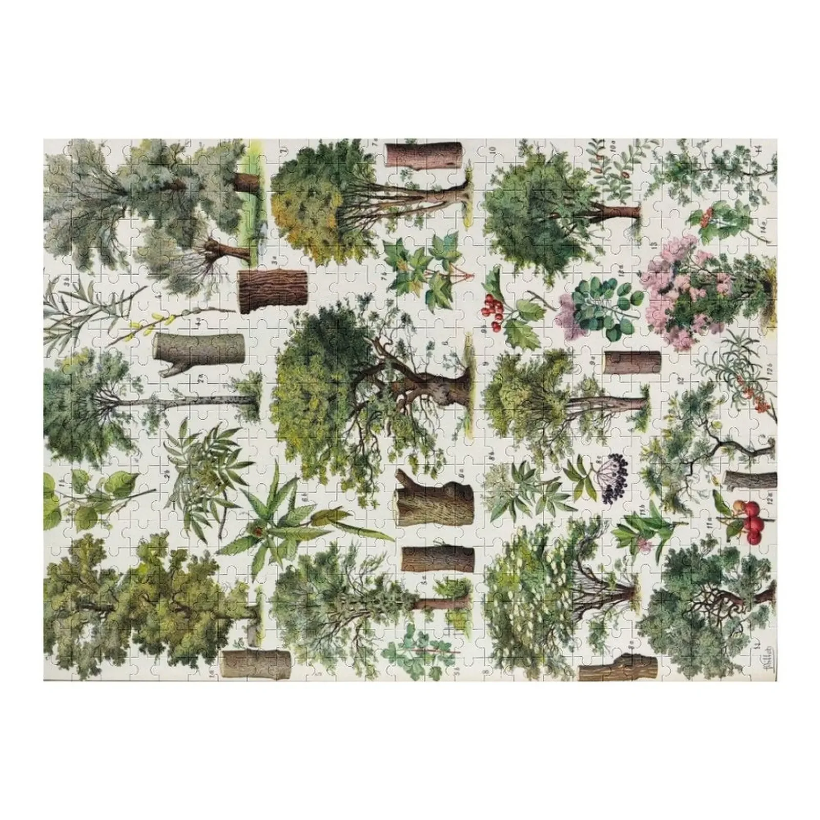 Адольффе Милота, винтажная научная иллюстрация, Лукас, энциклопедия, маркированная иллюстрация, деревья, головоломка 
Адольффе Милота, винтажная научная иллюстрация, Лукас, энциклопедия, маркированная иллюстрация, деревья, головоломка