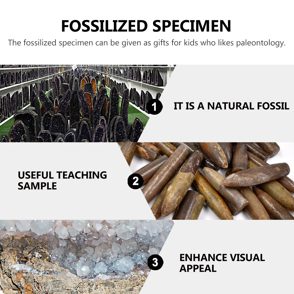 10pcs Fossilized Belemnite Specimen Paleontology Teaching Sample For Kids Science Education Desktop Adornment Ornament Decor
10pcs Fossilized Belemnite Specimen Paleontology Teaching Sample For Kids Science Education Desktop Adornment Ornament Decor