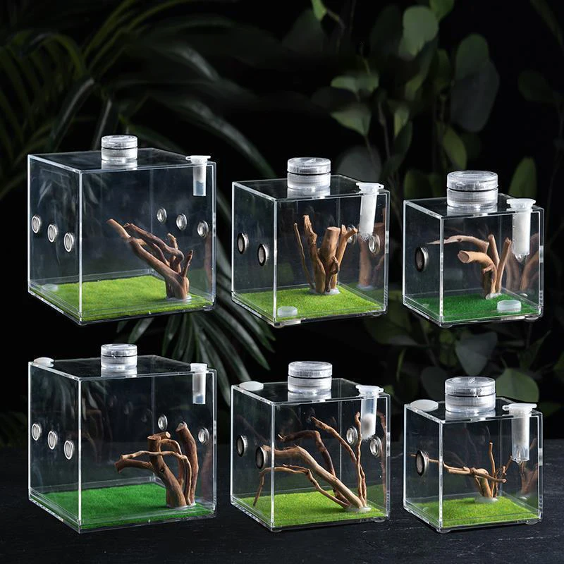 Acrylic Singing Insect Breeding Box for Insect Jumping Spider Small Reptile Acrylic Ecological Breeding Case Landscaping Décor
Acrylic Singing Insect Breeding Box for Insect Jumping Spider Small Reptile Acrylic Ecological Breeding Case Landscaping Décor