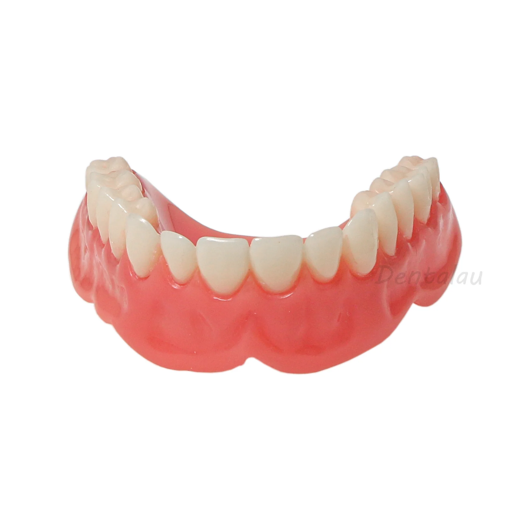 Dental Implant Model Overdenture Model Demonstration Semi-oral Removable M6001-A
Dental Implant Model Overdenture Model Demonstration Semi-oral Removable M6001-A
