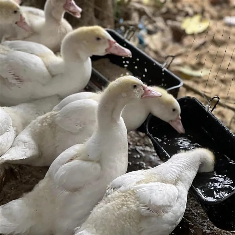 Black 2Pack Duck Feeder Fence Hanging Feed Trough Goose Turkey Trough With Clips Easy Install Easy To Use
Black 2Pack Duck Feeder Fence Hanging Feed Trough Goose Turkey Trough With Clips Easy Install Easy To Use