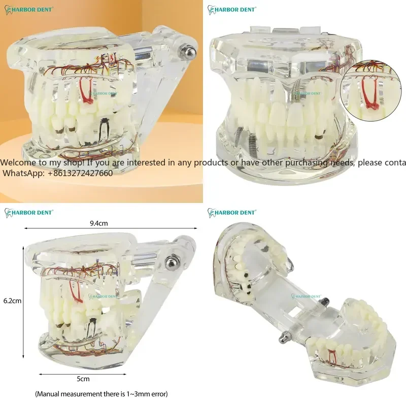 Restoration Bridge Teaching Study Medical Science Disease Teeth Model for Dentist
Restoration Bridge Teaching Study Medical Science Disease Teeth Model for Dentist