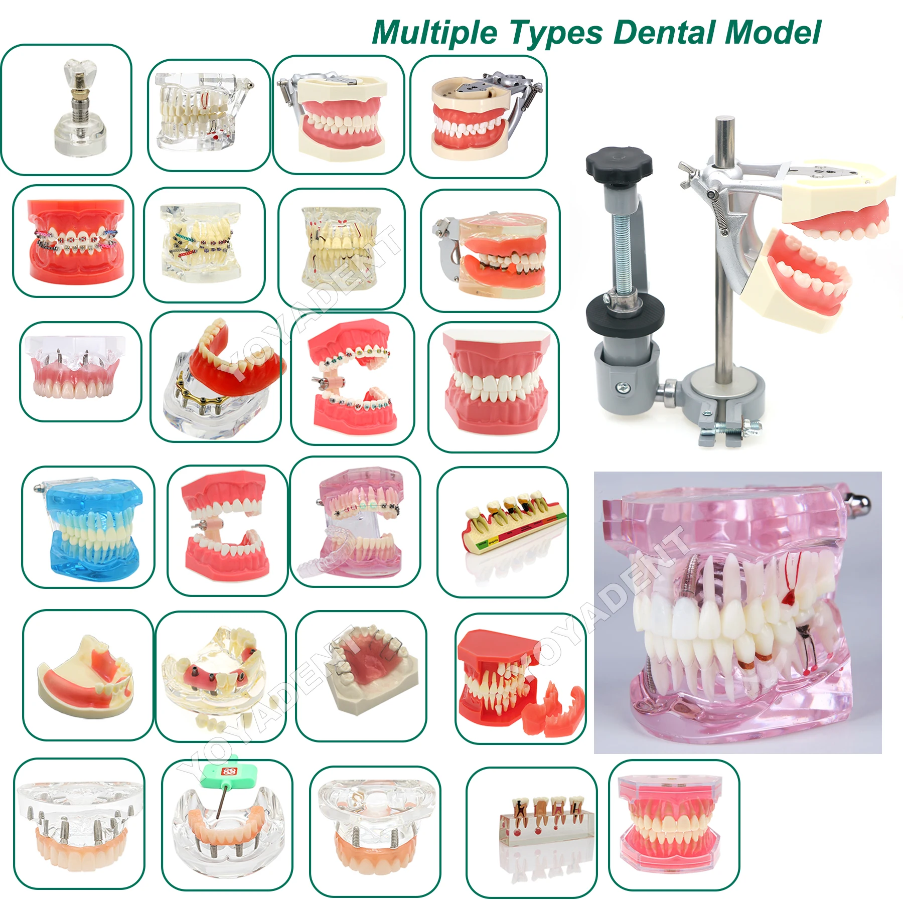Dental Model Study Orthodontic Removable Teeth Implant Model Dentist Teaching Material
Dental Model Study Orthodontic Removable Teeth Implant Model Dentist Teaching Material