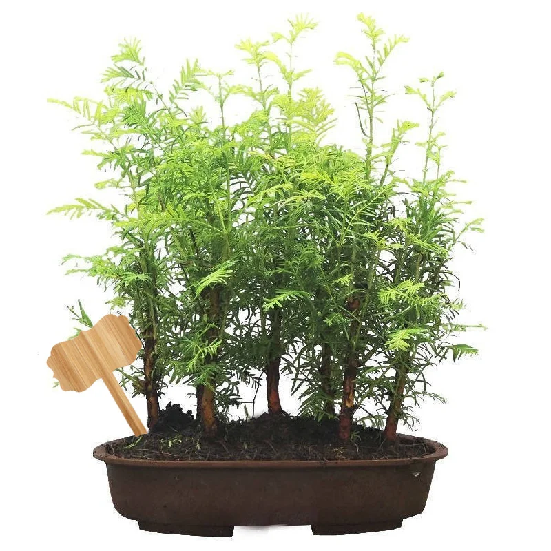 10 шт. деревянные таблички с этикетками для растений для овощей, цветов, трав, суккулентов, дома, сада, теплицы, коммерческий ландшафтный дизайн
10 шт. деревянные таблички с этикетками для растений для овощей, цветов, трав, суккулентов, дома, сада, теплицы, коммерческий ландшафтный дизайн