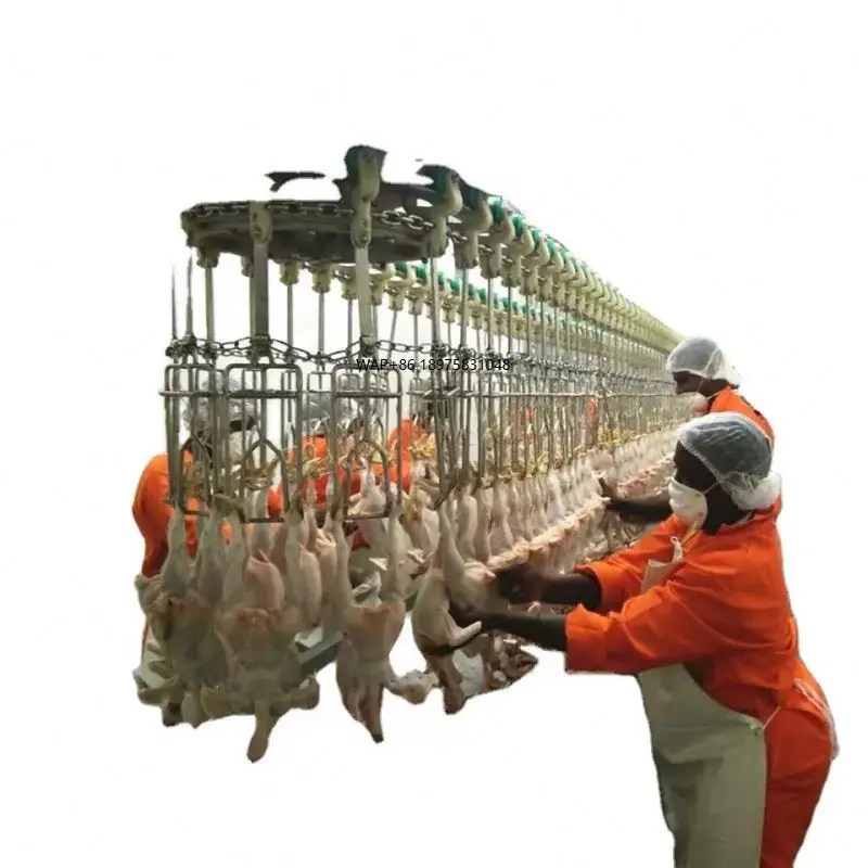 Manual Chicken Poultry Duck Slaughtering Processing Equipment Machine System Evisceration Trough for Slaughterhouse Abattoir
Manual Chicken Poultry Duck Slaughtering Processing Equipment Machine System Evisceration Trough for Slaughterhouse Abattoir