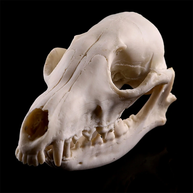 Realistic Bones Skull for Head Resin Skeleton Model Halloween Props Dec Drop shipping
Realistic Bones Skull for Head Resin Skeleton Model Halloween Props Dec Drop shipping